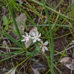 Wurmbea dioica subsp. dioica (Early Nancy) at Albury - 13 Sep 2020 by Darcy