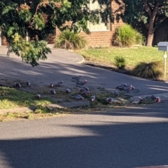 Eolophus roseicapilla (Galah) at Albury - 2 Mar 2021 by Darcy