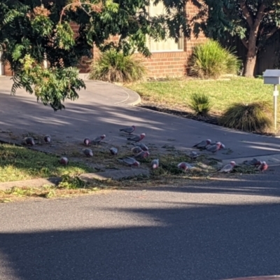 Eolophus roseicapilla (Galah) at Albury - 3 Mar 2021 by Darcy