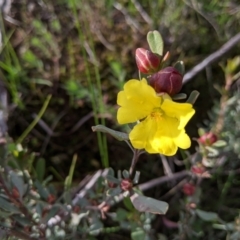 Hibbertia obtusifolia (Grey Guinea-flower) at Nail Can Hill - 1 Aug 2020 by Darcy
