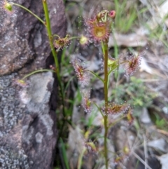 Drosera peltata (Shield Sundew) at Hamilton Valley, NSW - 1 Aug 2020 by Darcy