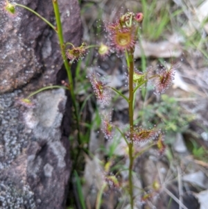 Drosera peltata at Hamilton Valley, NSW - 1 Aug 2020 11:54 AM