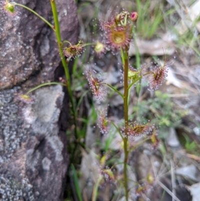 Drosera peltata (Shield Sundew) at Albury - 1 Aug 2020 by Darcy