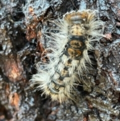 Lymantriinae (subfamily) (Unidentified tussock moths) at O'Connor, ACT - 2 Jun 2021 by ibaird