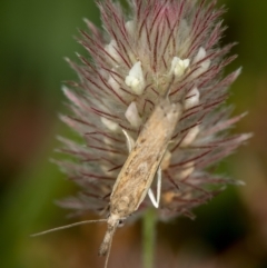 Faveria tritalis (Couchgrass Webworm) at Jacka, ACT - 6 Nov 2020 by Bron