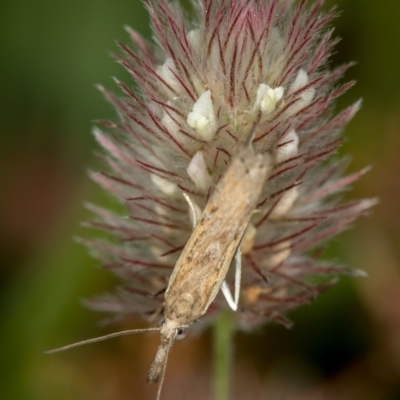 Faveria tritalis (Couchgrass Webworm) at Goorooyarroo NR (ACT) - 6 Nov 2020 by Bron