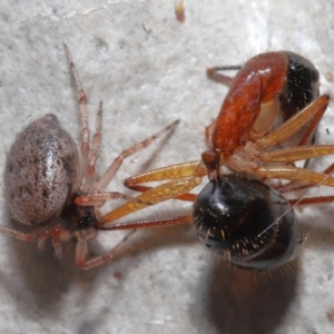 Euryopis sp. (genus) at Acton, ACT - 2 Jun 2021