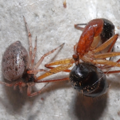 Euryopis sp. (genus) (An ant eating spider) at Acton, ACT - 2 Jun 2021 by TimL