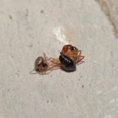 Euryopis sp. (genus) at Acton, ACT - suppressed