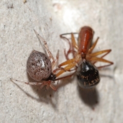 Euryopis sp. (genus) at Acton, ACT - suppressed