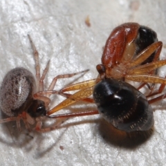 Euryopis sp. (genus) at Acton, ACT - suppressed