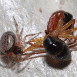 Euryopis sp. (genus) at Acton, ACT - 2 Jun 2021