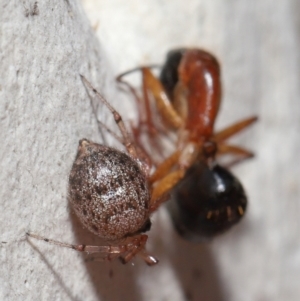 Euryopis sp. (genus) at Acton, ACT - 2 Jun 2021