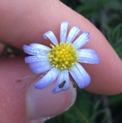 Brachyscome rigidula (Hairy Cut-leaf Daisy) at Downer, ACT - 31 May 2021 by NedJohnston