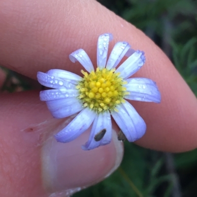 Brachyscome rigidula (Hairy Cut-leaf Daisy) at Black Mountain - 31 May 2021 by Ned_Johnston