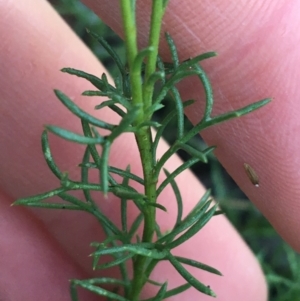 Brachyscome rigidula at Downer, ACT - 31 May 2021 10:13 AM