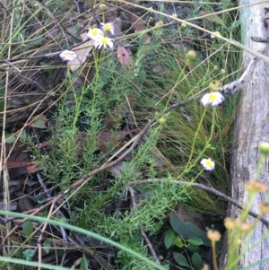 Brachyscome rigidula at Downer, ACT - 31 May 2021 10:13 AM