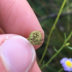 Brachyscome rigidula at Downer, ACT - 31 May 2021 10:13 AM