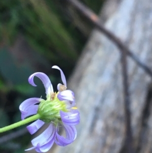 Brachyscome rigidula at Downer, ACT - 31 May 2021 10:13 AM