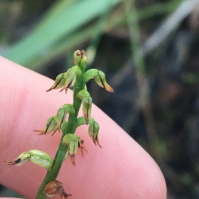 Corunastylis clivicola (Rufous midge orchid) at Black Mountain - 30 May 2021 by Ned_Johnston