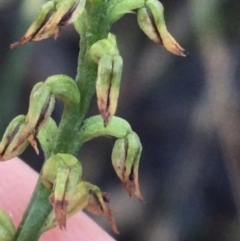 Corunastylis clivicola at Acton, ACT - suppressed