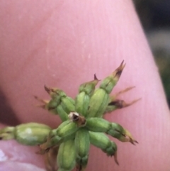 Corunastylis clivicola at Acton, ACT - suppressed