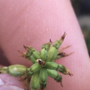 Corunastylis clivicola at Acton, ACT - suppressed