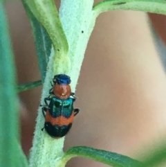 Dicranolaius bellulus (Red and Blue Pollen Beetle) at Acton, ACT - 31 May 2021 by NedJohnston