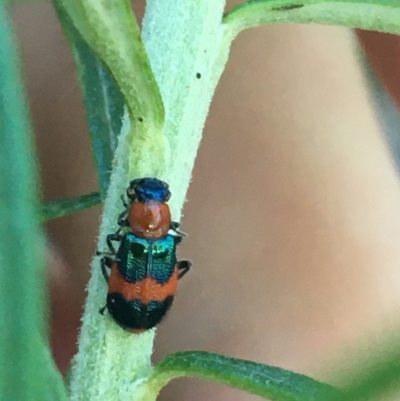 Dicranolaius bellulus (Red and Blue Pollen Beetle) at Acton, ACT - 31 May 2021 by NedJohnston