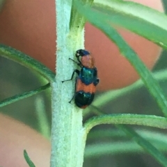 Dicranolaius bellulus at Acton, ACT - 31 May 2021