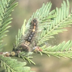 Lymantriinae (subfamily) (Unidentified tussock moths) at Bruce Ridge - 1 Jun 2021 by NedJohnston