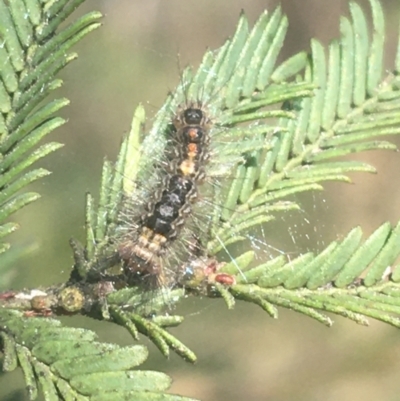 Lymantriinae (subfamily) (Unidentified tussock moths) at O'Connor, ACT - 1 Jun 2021 by Ned_Johnston