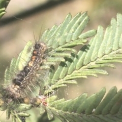 Lymantriinae (subfamily) at O'Connor, ACT - 1 Jun 2021