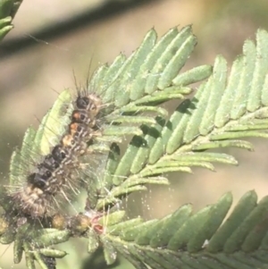 Lymantriinae (subfamily) at O'Connor, ACT - 1 Jun 2021 10:22 AM