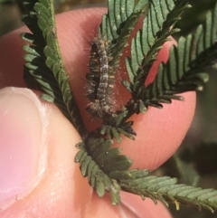 Lymantriinae (subfamily) at O'Connor, ACT - 1 Jun 2021