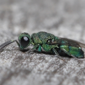 Chrysididae (family) at Acton, ACT - 2 Jun 2021