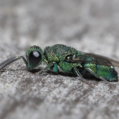 Chrysididae (family) (Cuckoo wasp or Emerald wasp) at Acton, ACT - 2 Jun 2021 by TimL