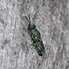 Chrysididae (family) at Acton, ACT - 2 Jun 2021