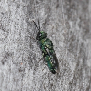 Chrysididae (family) at Acton, ACT - 2 Jun 2021