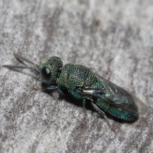 Chrysididae (family) at Acton, ACT - 2 Jun 2021