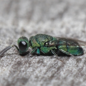 Chrysididae (family) at Acton, ACT - 2 Jun 2021