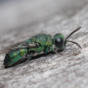 Chrysididae (family) at Acton, ACT - 2 Jun 2021