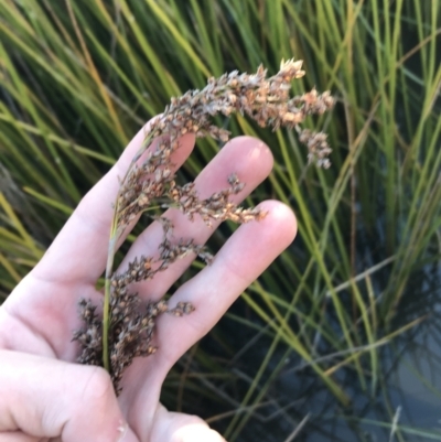 Baumea articulata (Jointed Twig-rush) at Mount Mugga Mugga - 29 May 2021 by Tapirlord