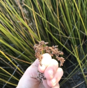 Baumea articulata at O'Malley, ACT - 29 May 2021