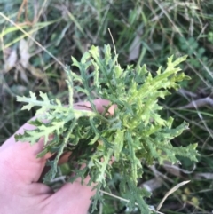 Senecio bathurstianus (Rough Fireweed) at O'Malley, ACT - 29 May 2021 by Tapirlord