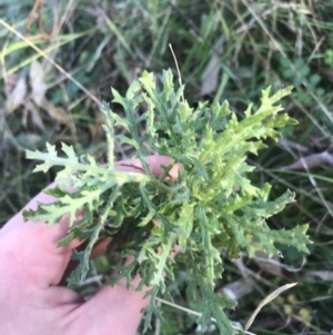 Senecio bathurstianus at O'Malley, ACT - 29 May 2021