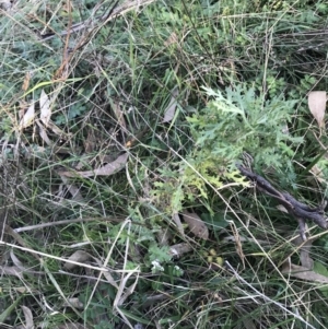 Senecio bathurstianus at O'Malley, ACT - 29 May 2021