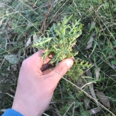 Senecio bathurstianus at O'Malley, ACT - 29 May 2021 03:44 PM