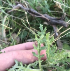 Senecio bathurstianus at O'Malley, ACT - 29 May 2021 03:44 PM