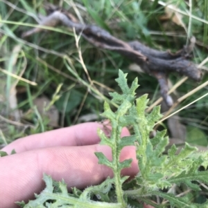 Senecio bathurstianus at O'Malley, ACT - 29 May 2021